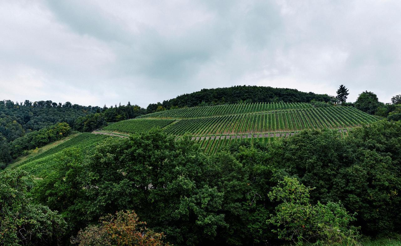 Weingut Hees - Landgasthof Zum Jaeger Aus Kurpfalz Auen Eksteriør billede
